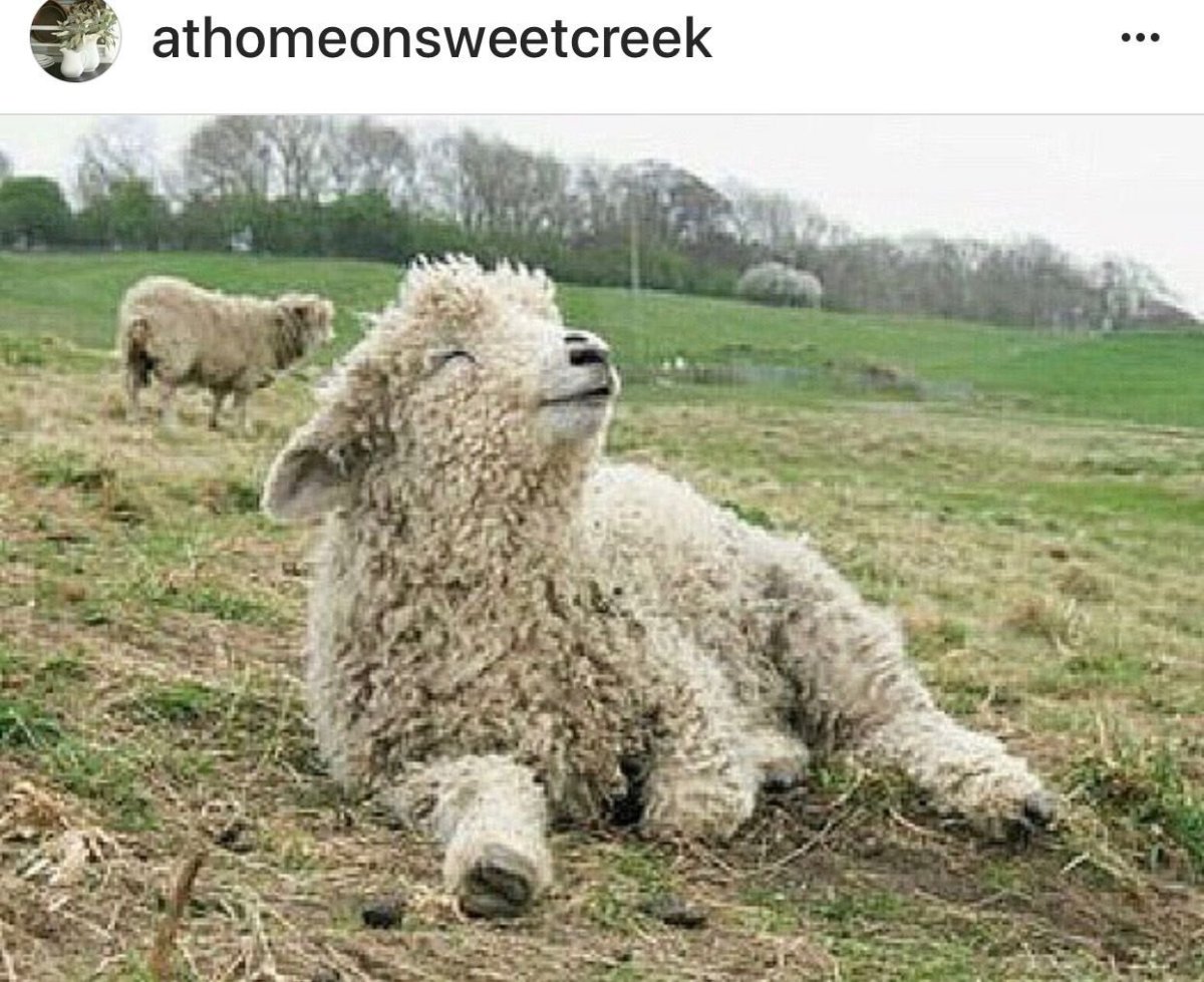 Овечка прыгает