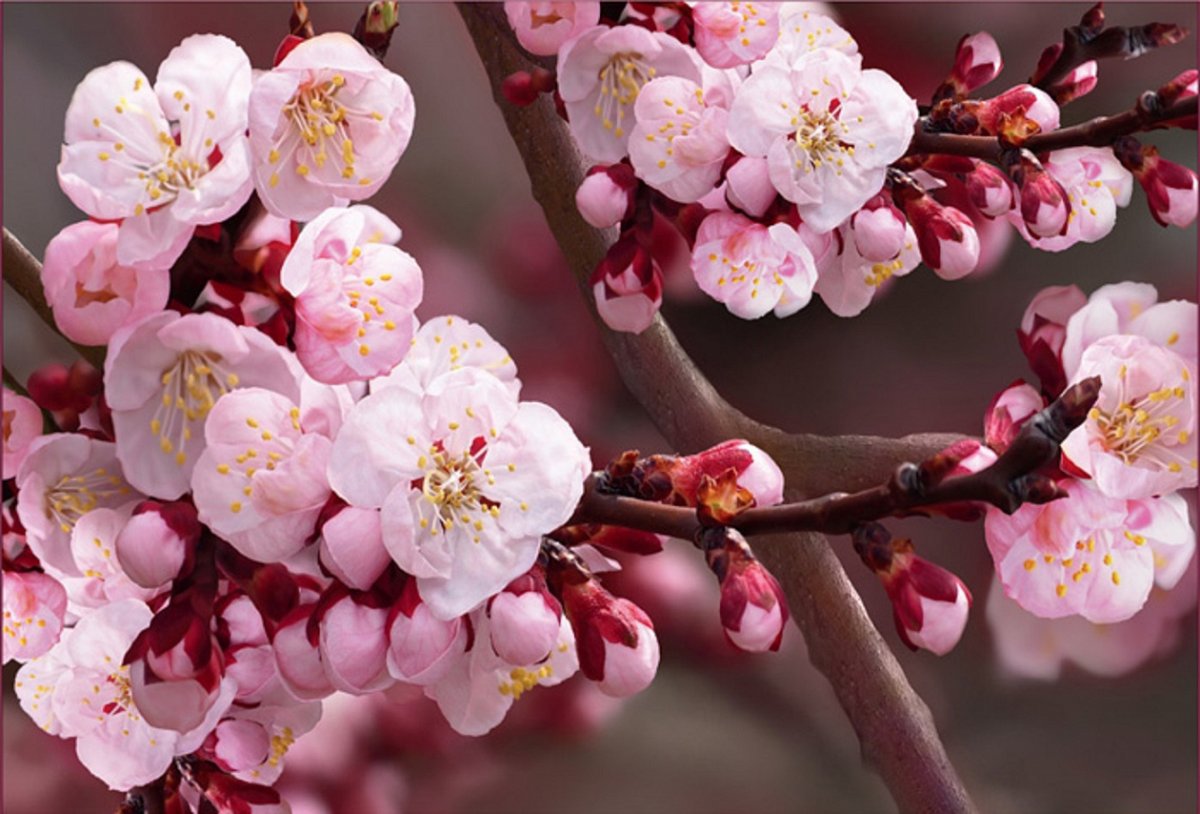 Девушка Цветущая вишня