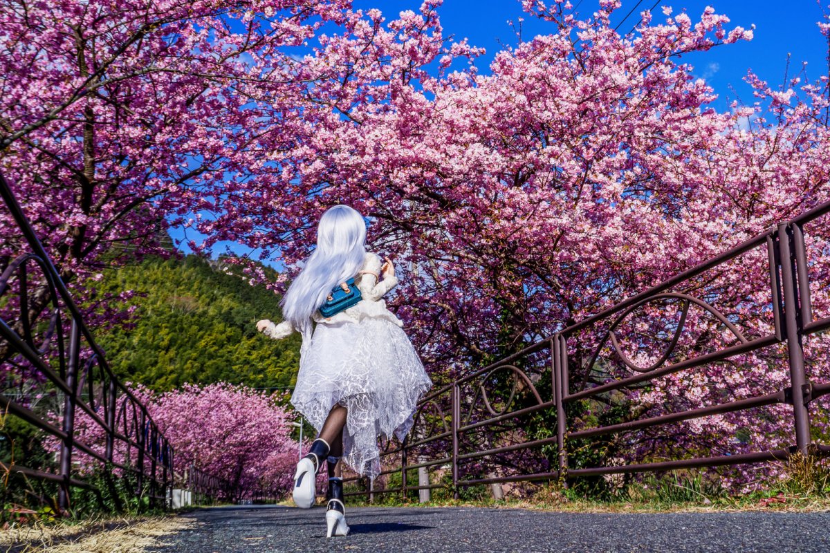 Сакура подсемейства сливовые