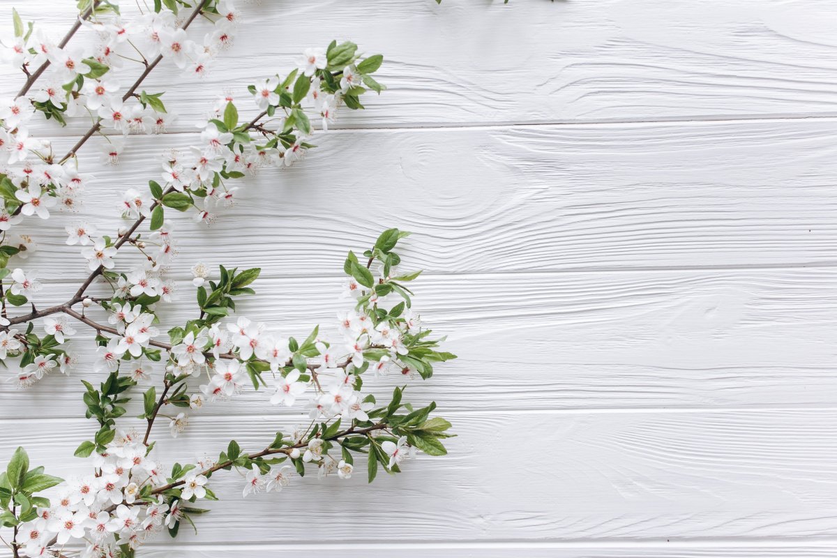 Вишневый сад Сальск