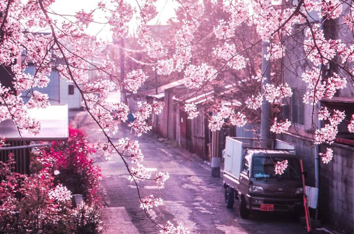 Магнолия дерево цветение