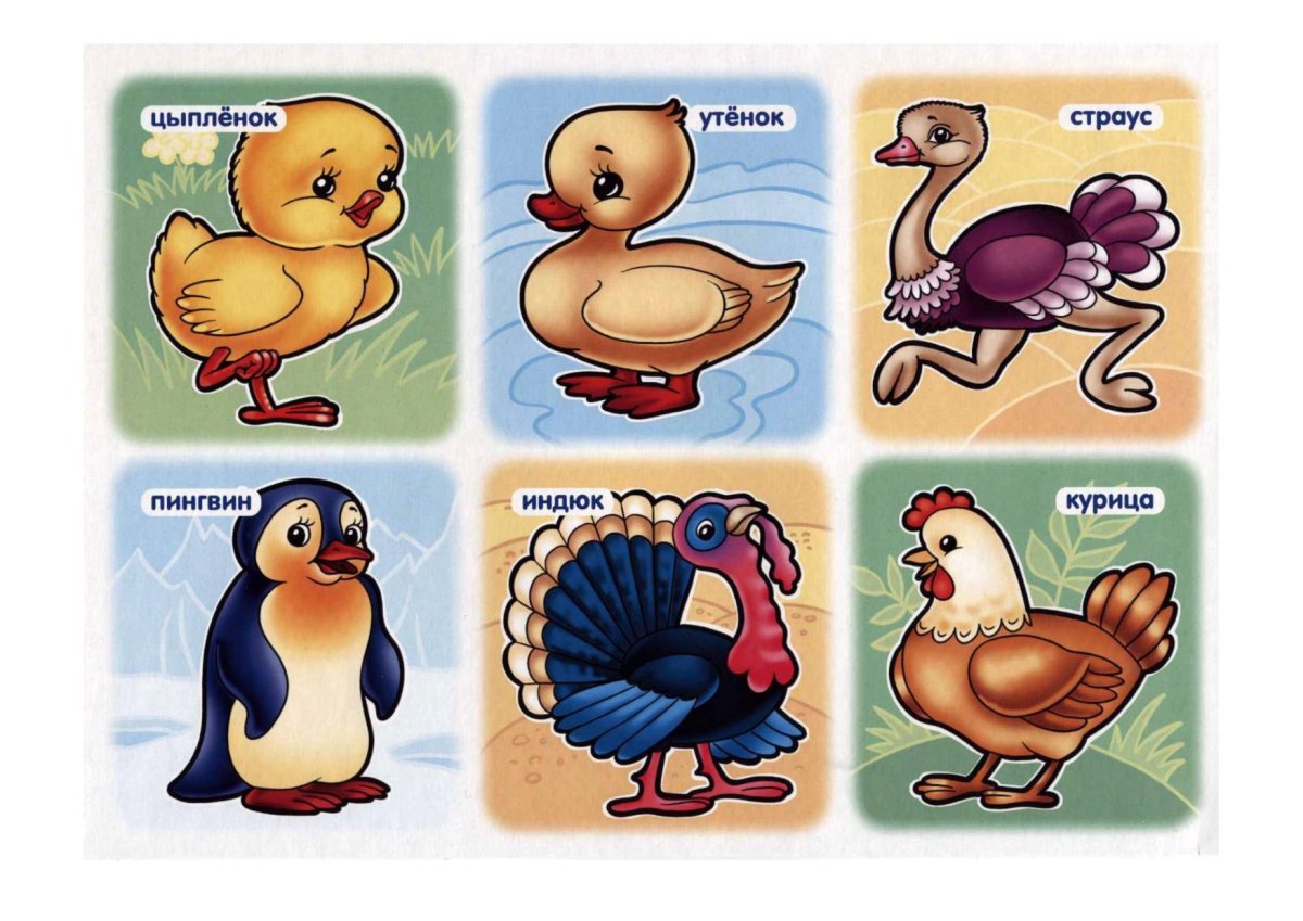 Мультяшные птички