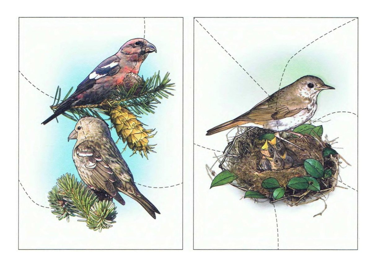 Разрезные птицы