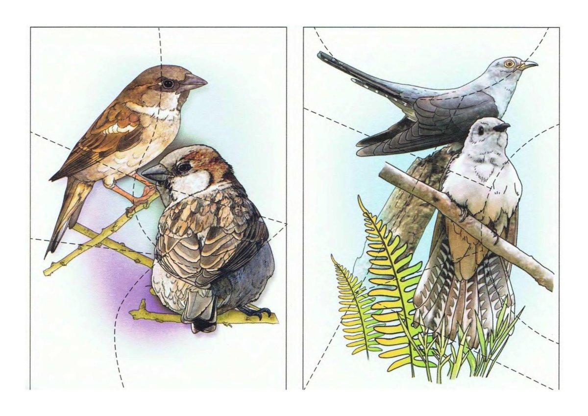 Разрезные птицы