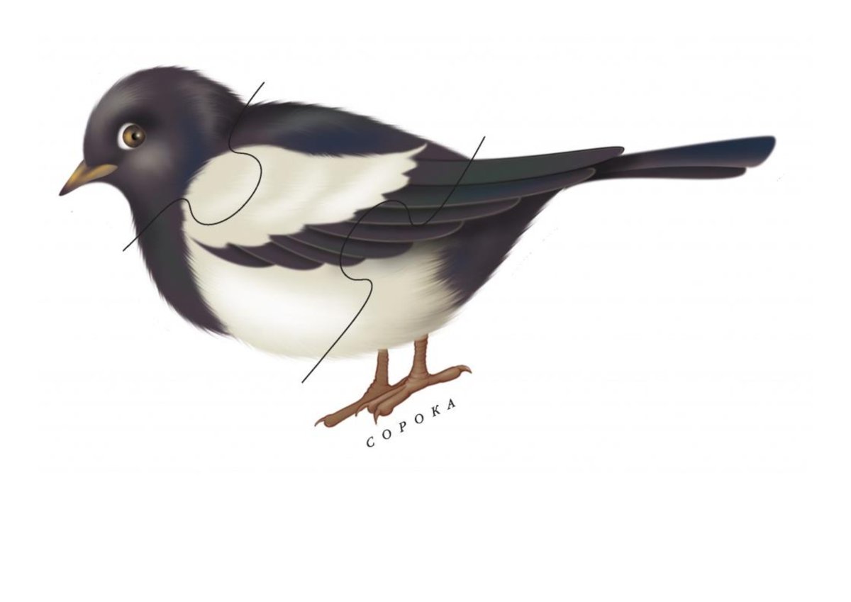 Пазлы зимующие птицы