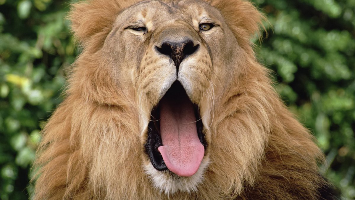 Лев зевает