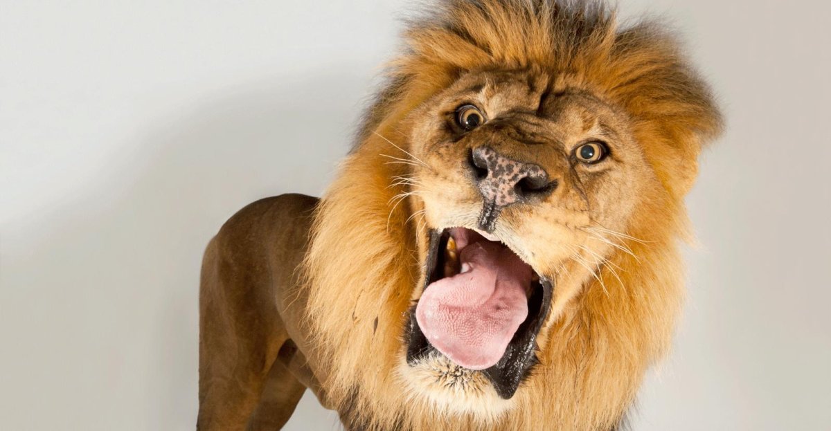 Прикольный Лев