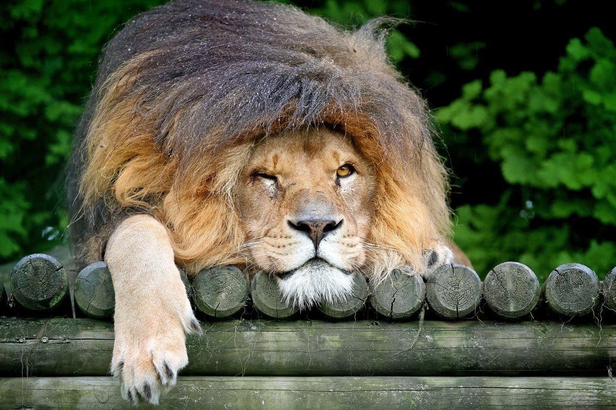 Необычные львы