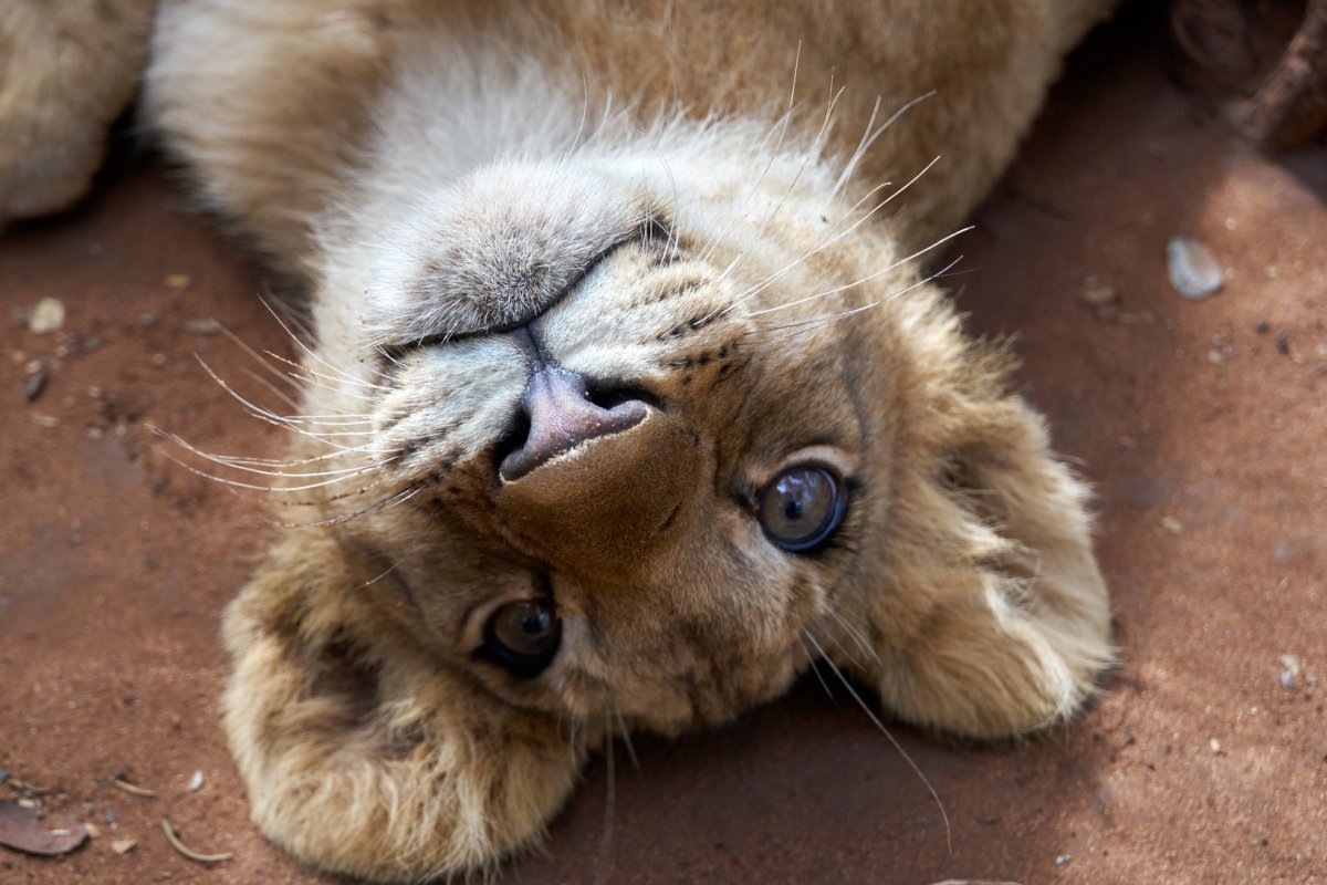 Львы любовь