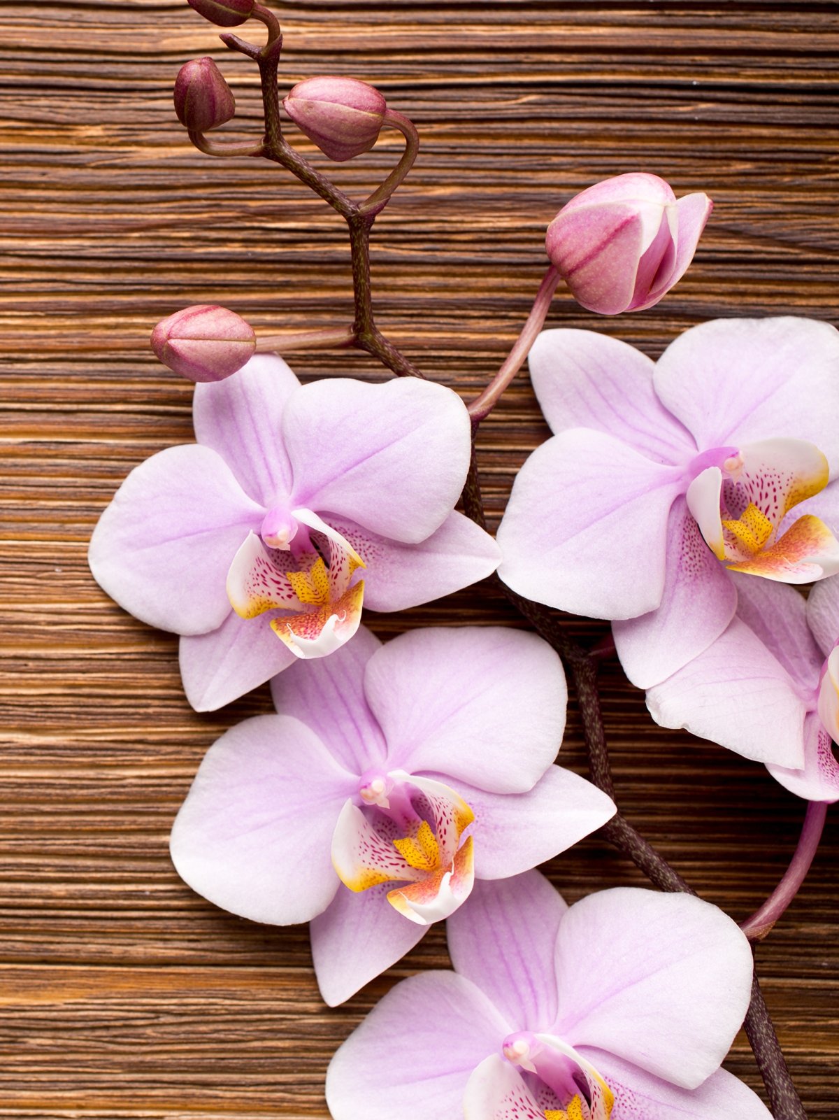 Фаленопсис Daisy