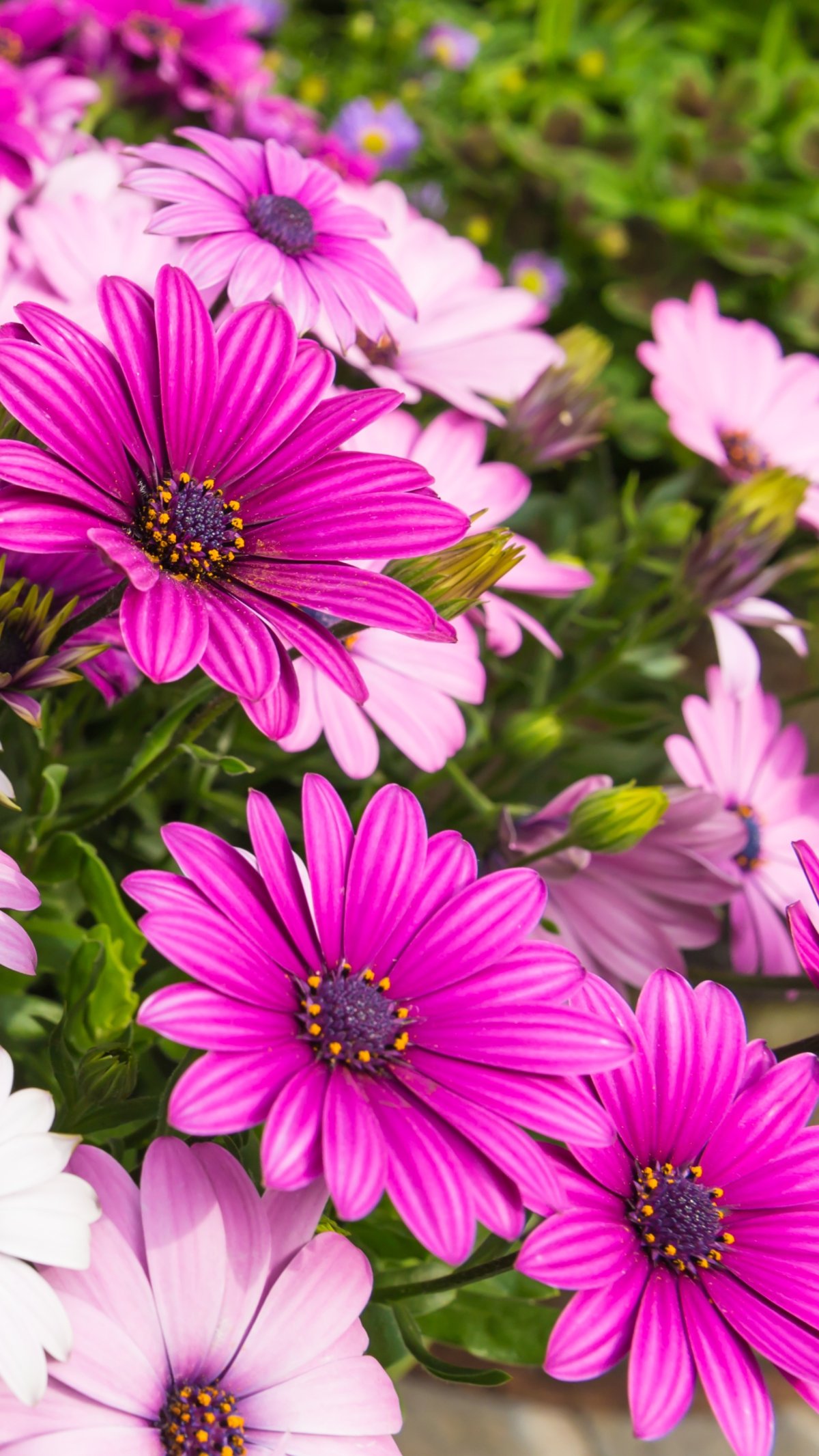 Красивые цветы