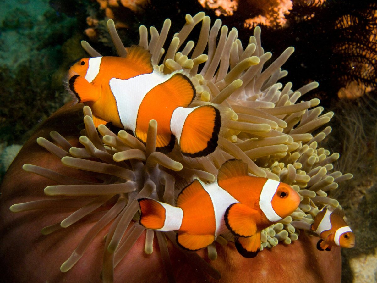 Рыба клоун Немо