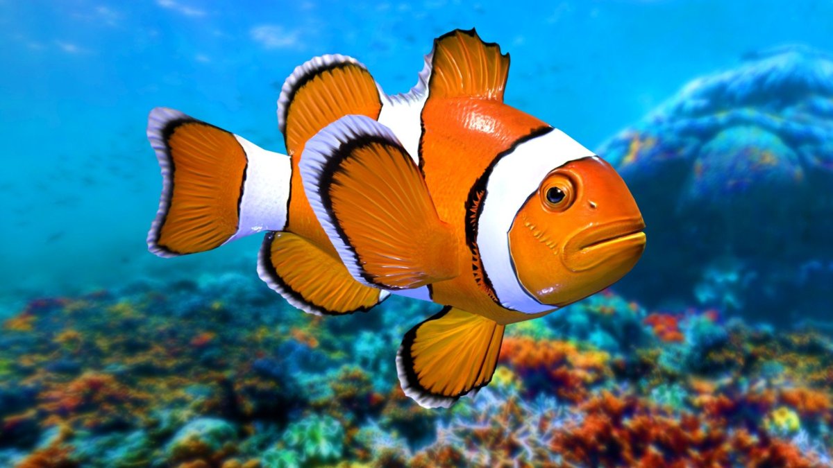Рыба хирург и рыба клоун