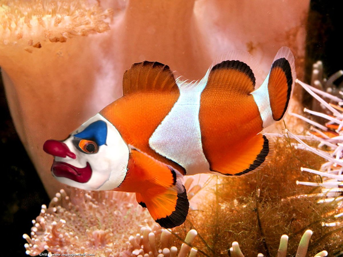 Рыба клоун гифка