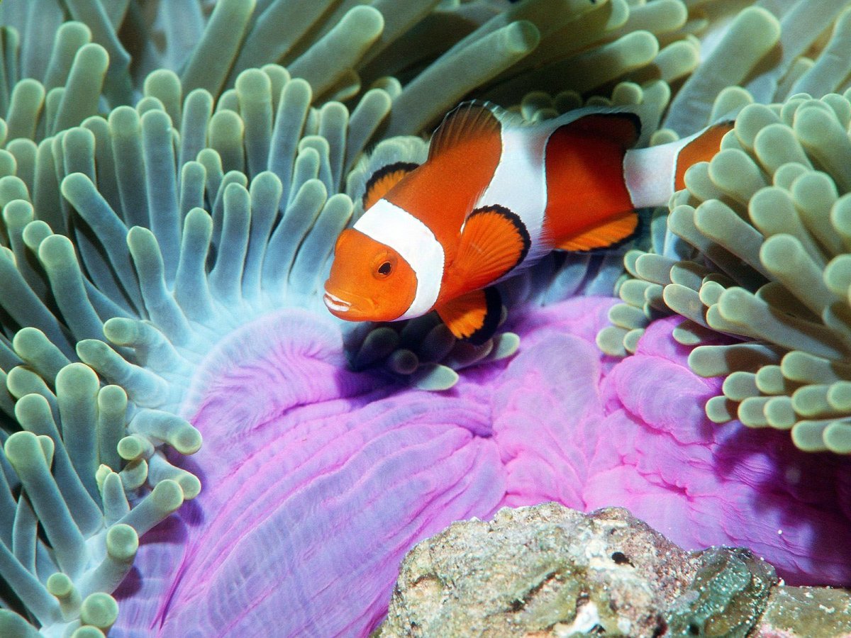 Amphiprion ocellaris Dark Red