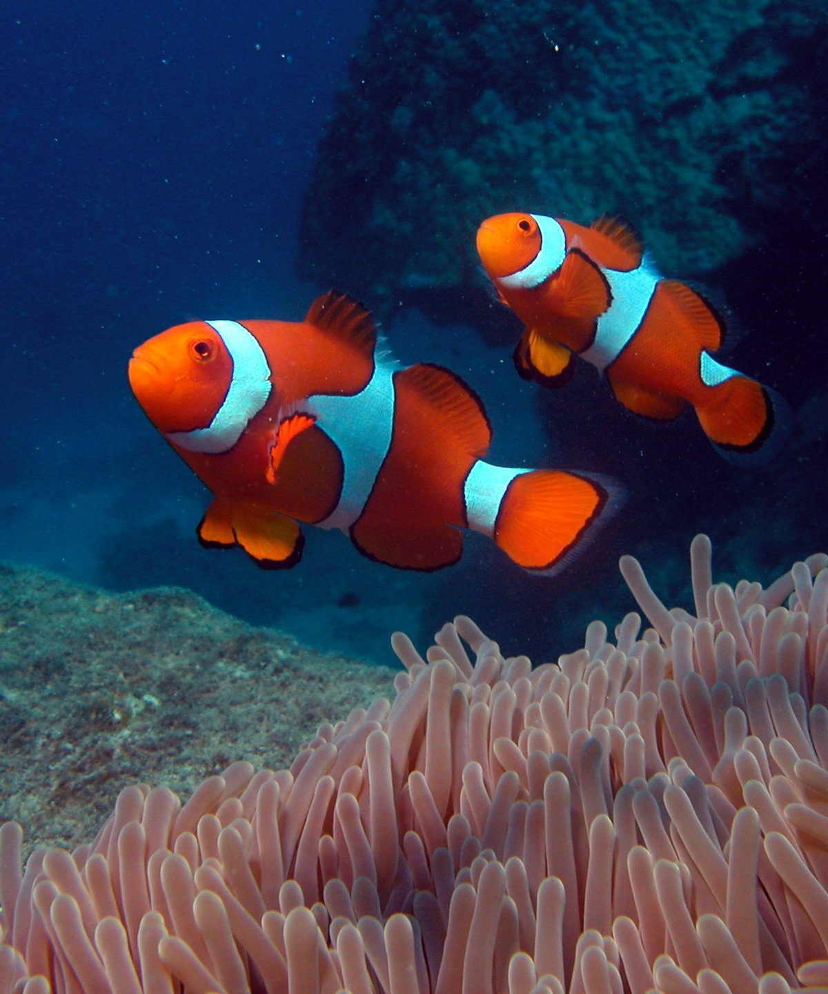 Рыба клоун вид сбоку