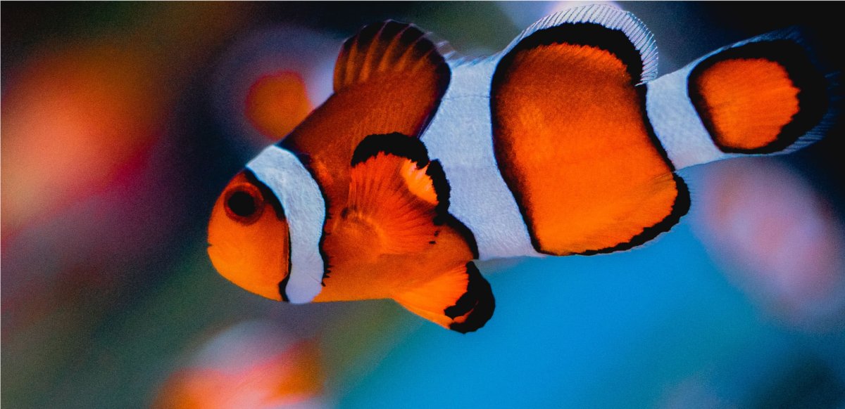 Оранжевый амфиприон
