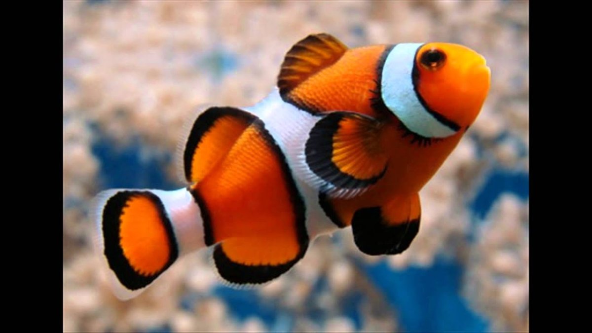 Аквариумные рыбки клоуны