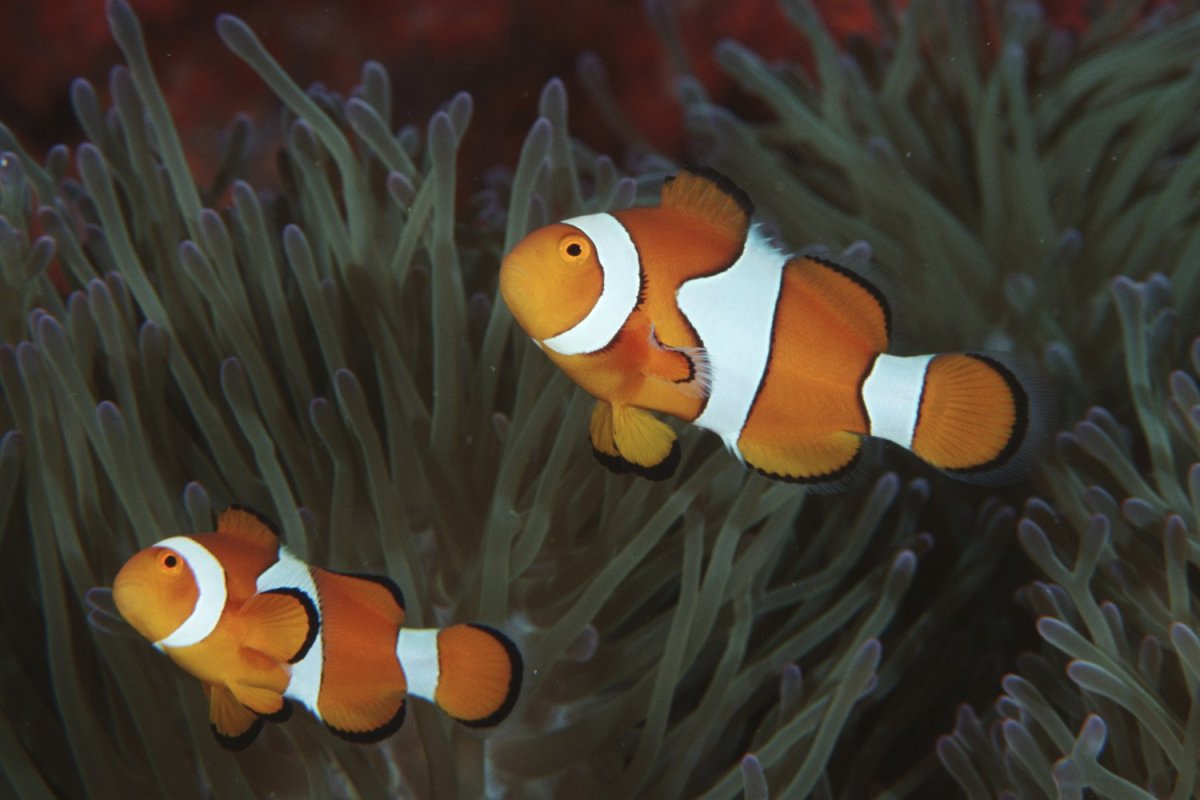 Рыба клоун оцеллярис желтый