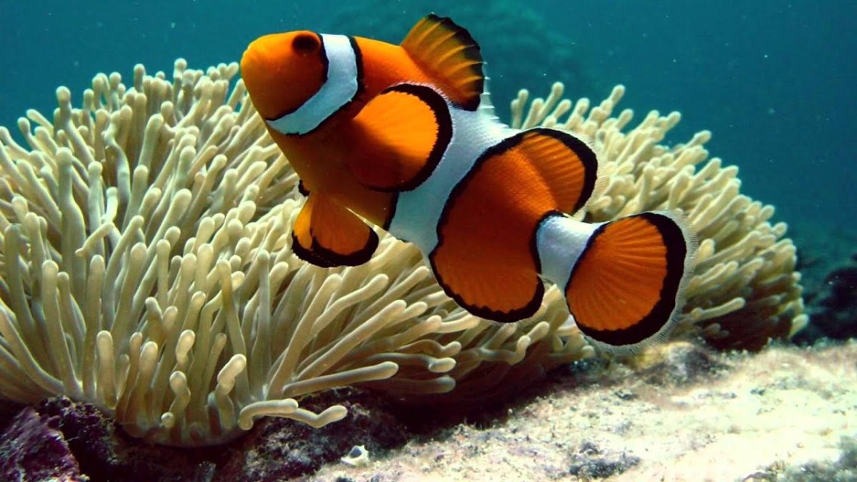 Рыбка пузырёк