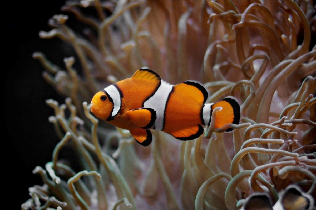 Рыбки экзотические клоун