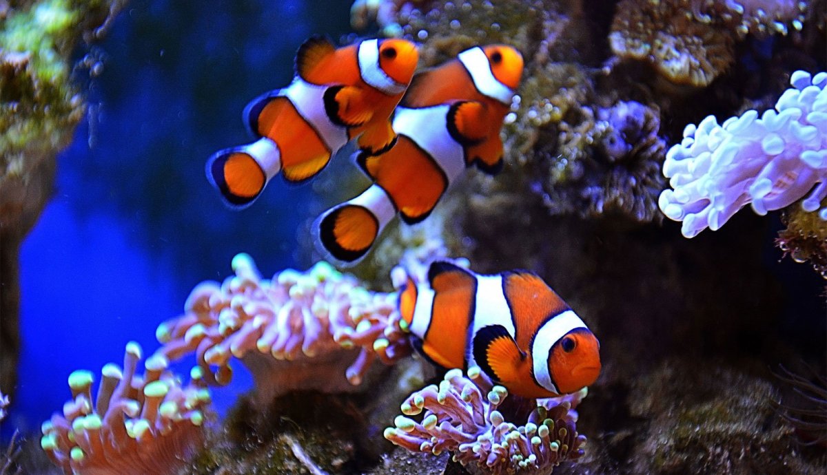 Оранжевый амфиприон Флиппер