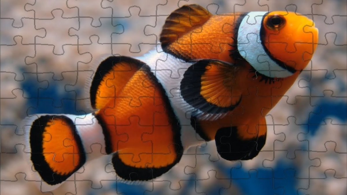 Оранжевый амфиприон