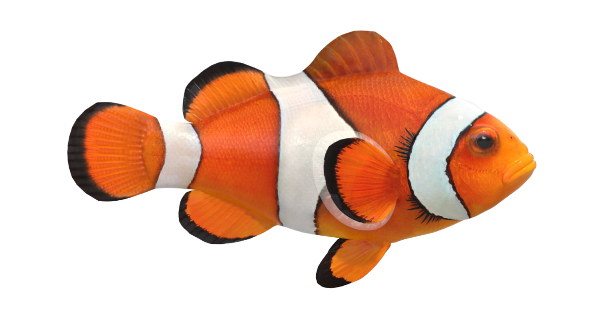 Пестроносый амфиприон