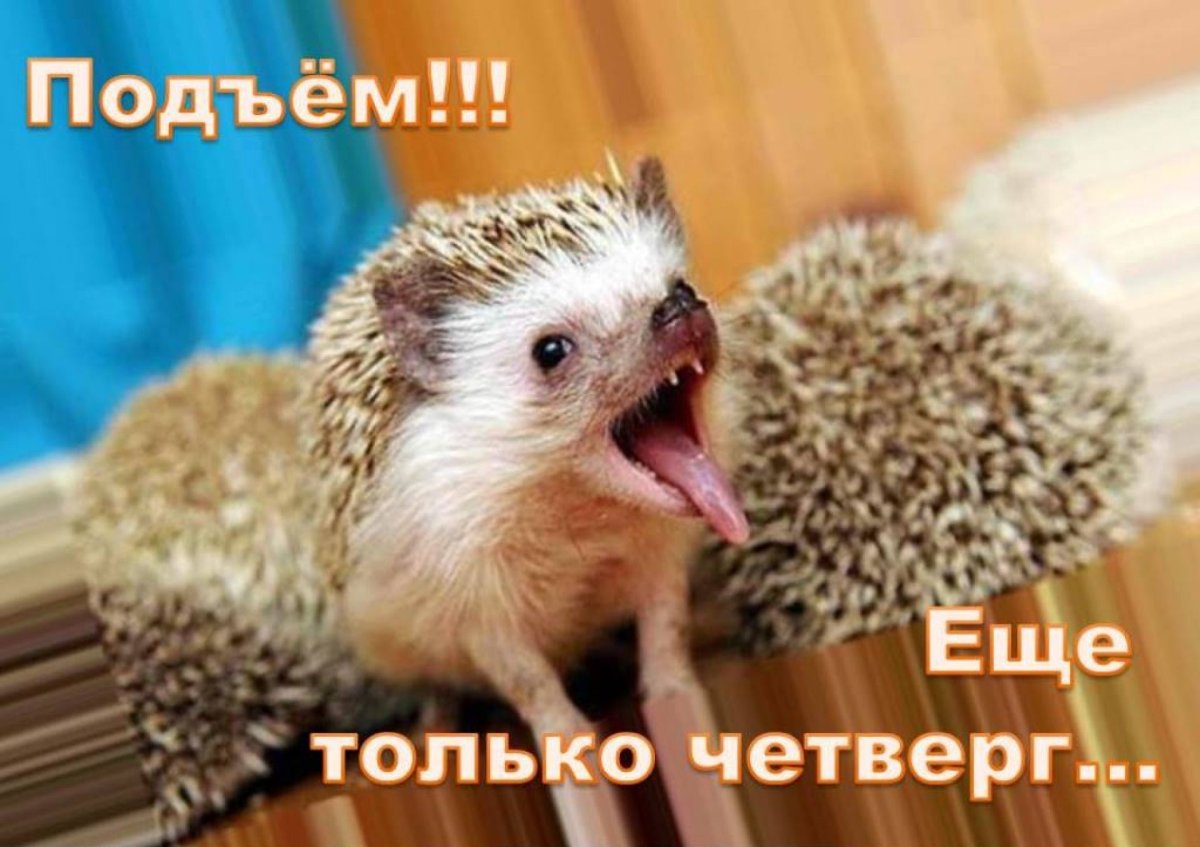 Четверг Мем
