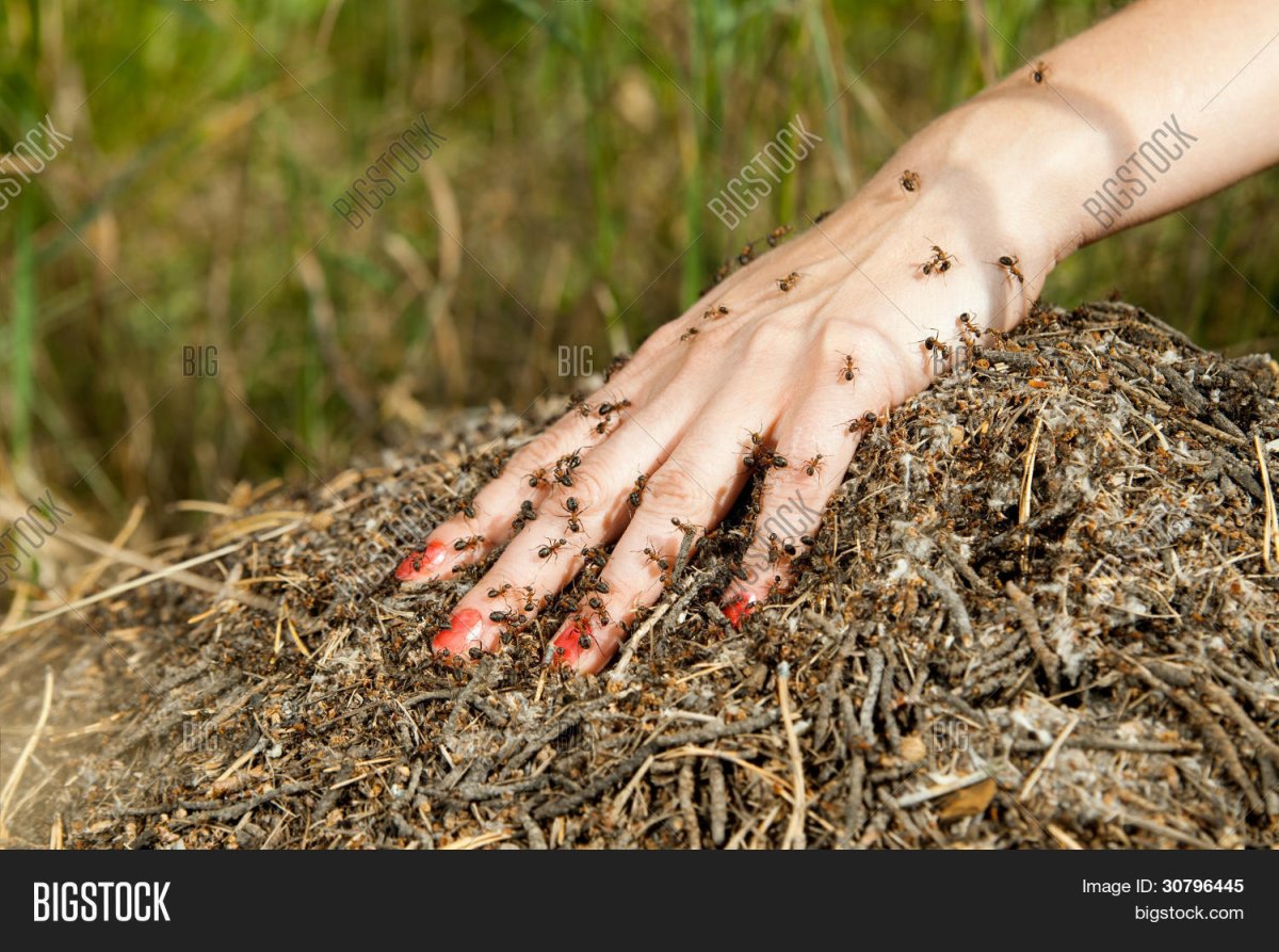 Человек наступает на Муравейник