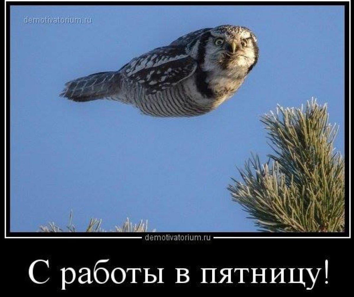 Мемы животные