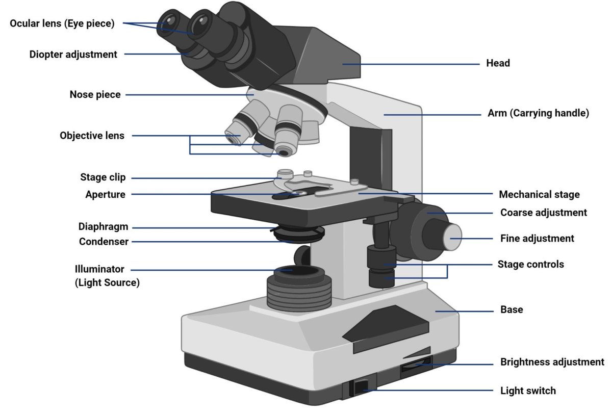Microscope Parts Worksheet
