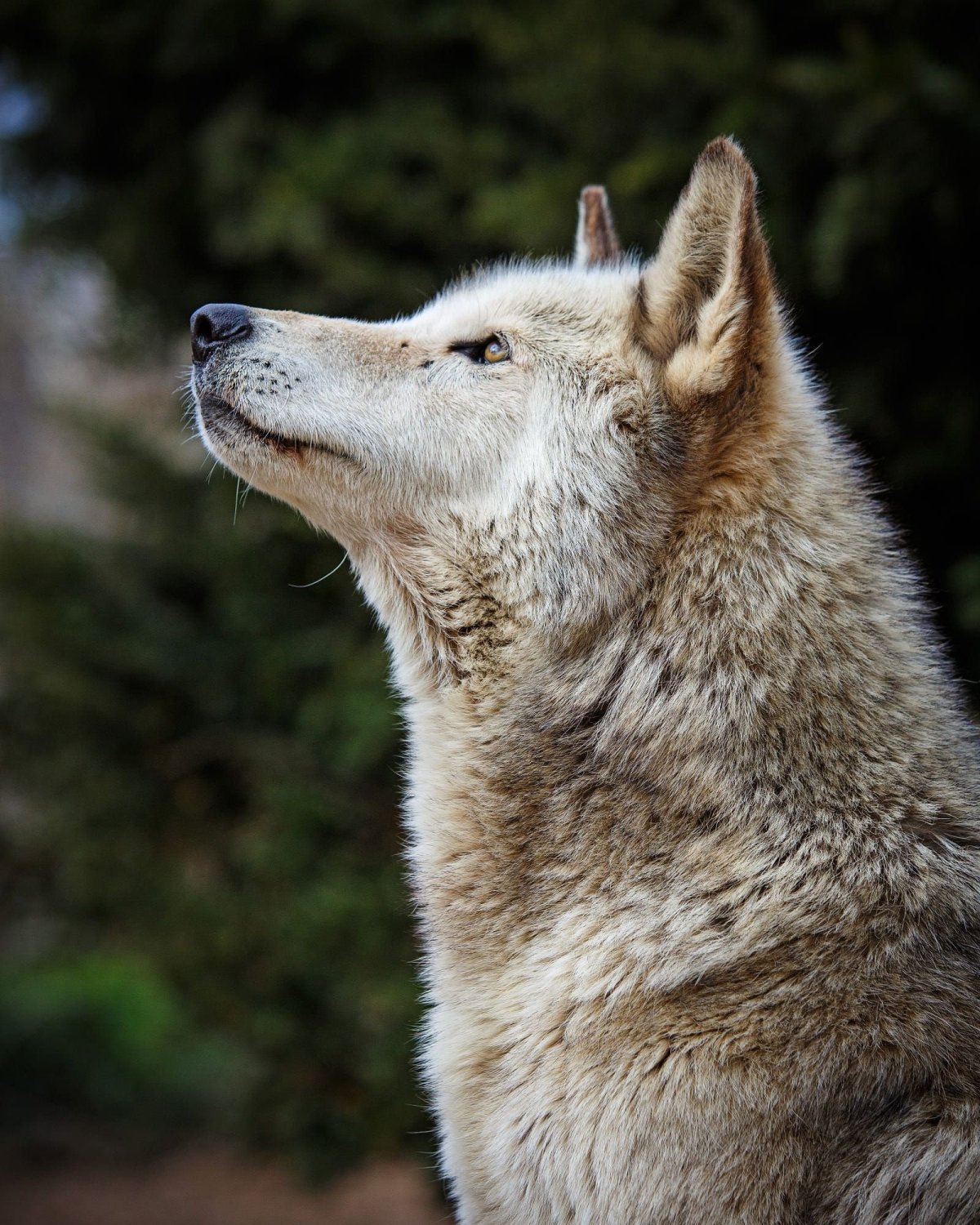 Милые волки