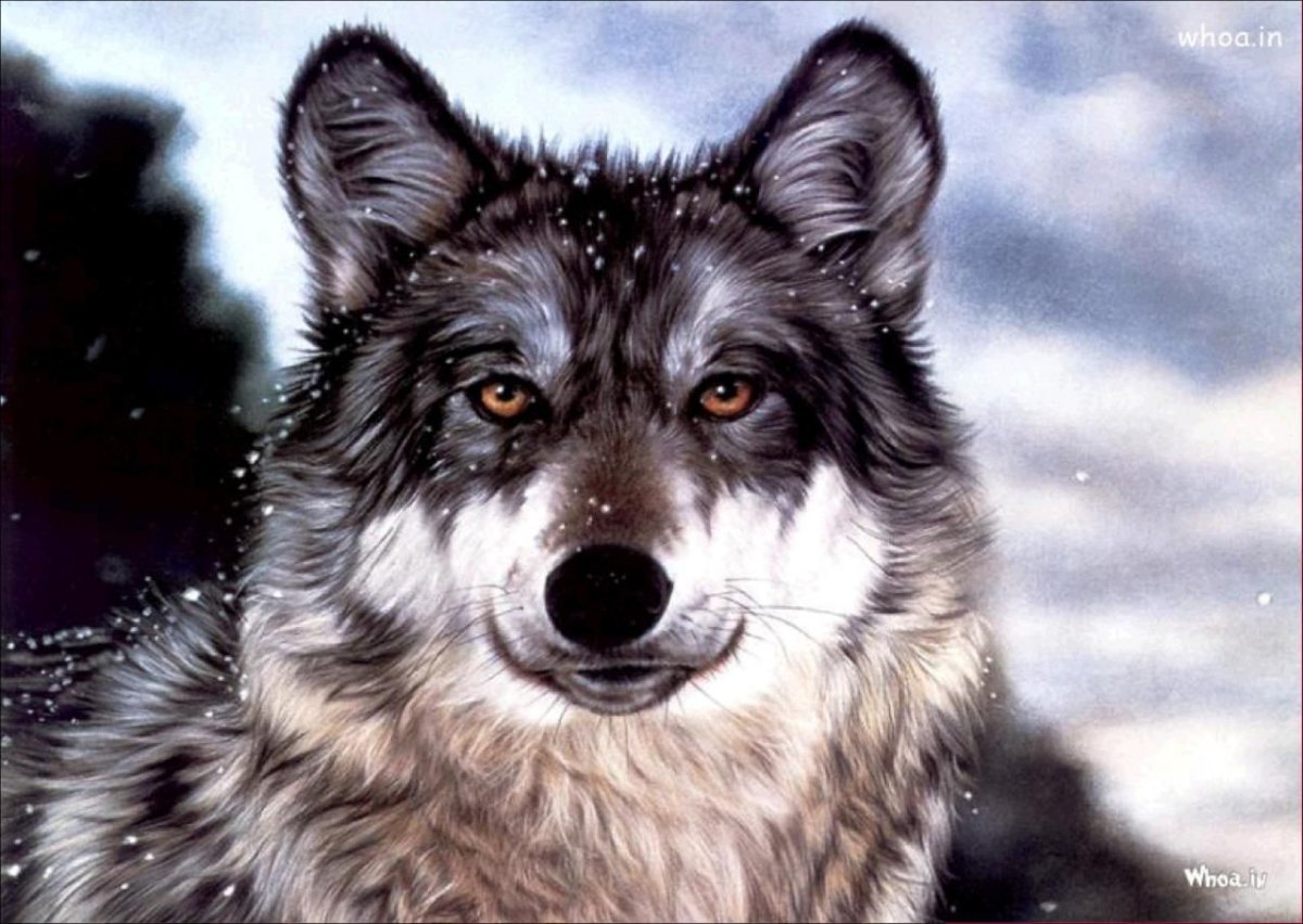 Волк портрет