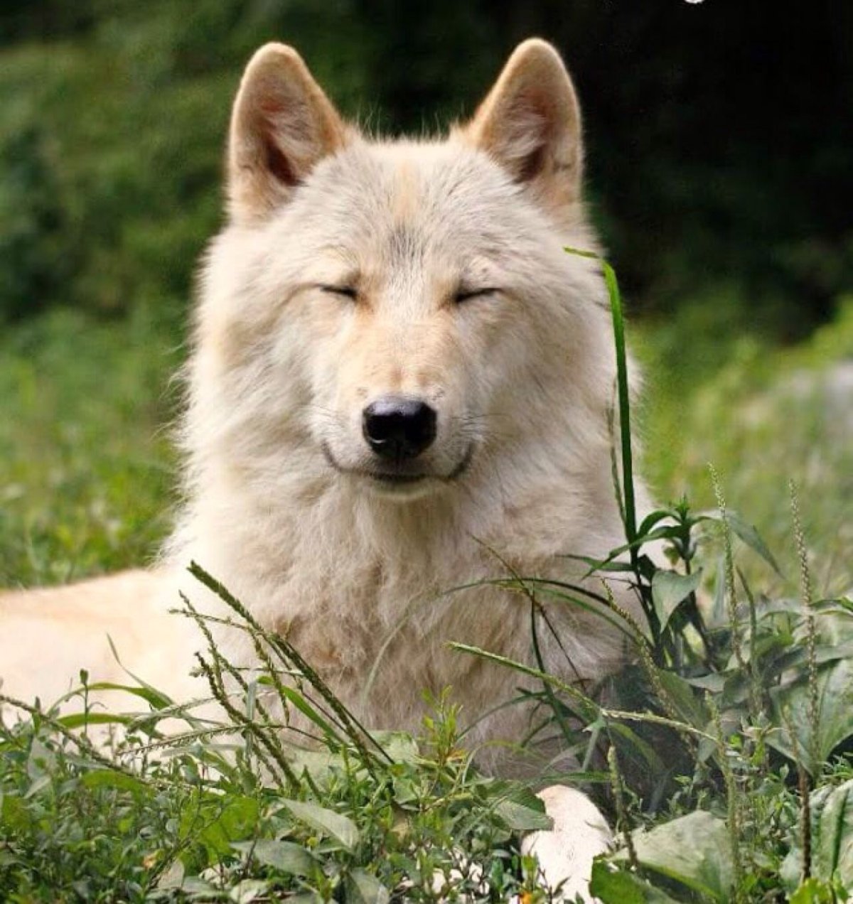 Эстетика Волков