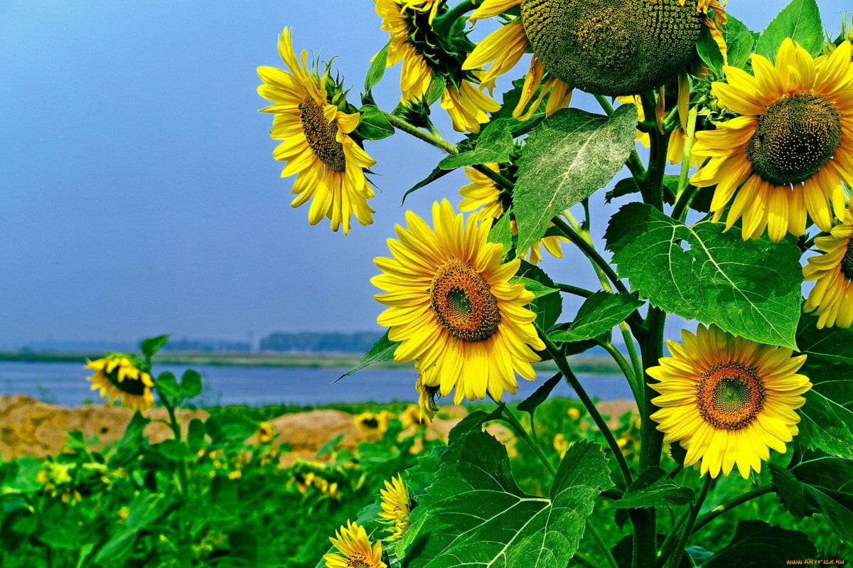 Картинки на рабочий стол Подсолнухи