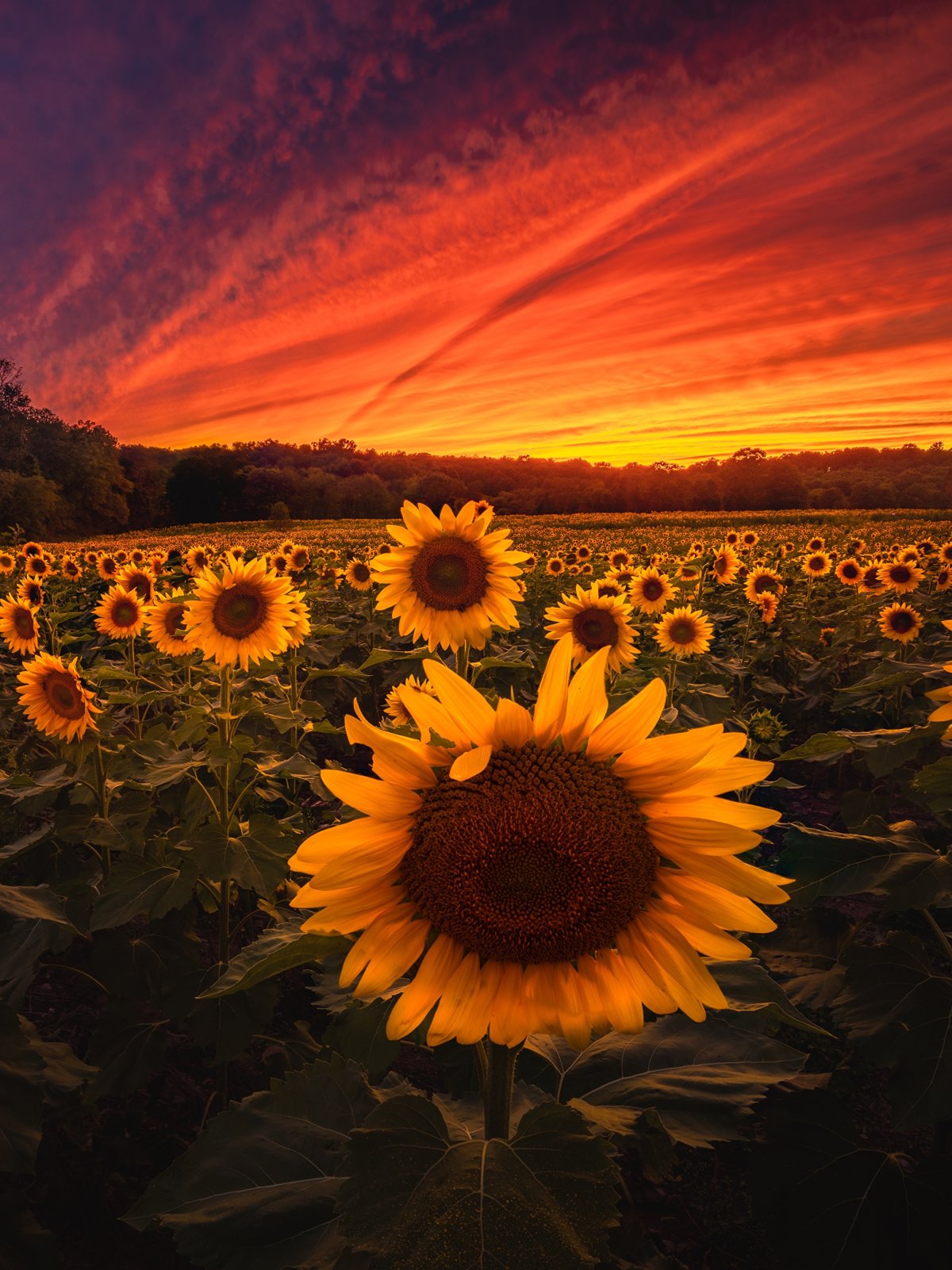 Поле с подсолнухами