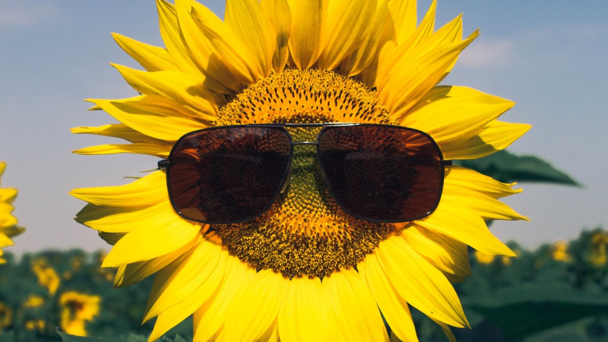 Красивые Подсолнухи