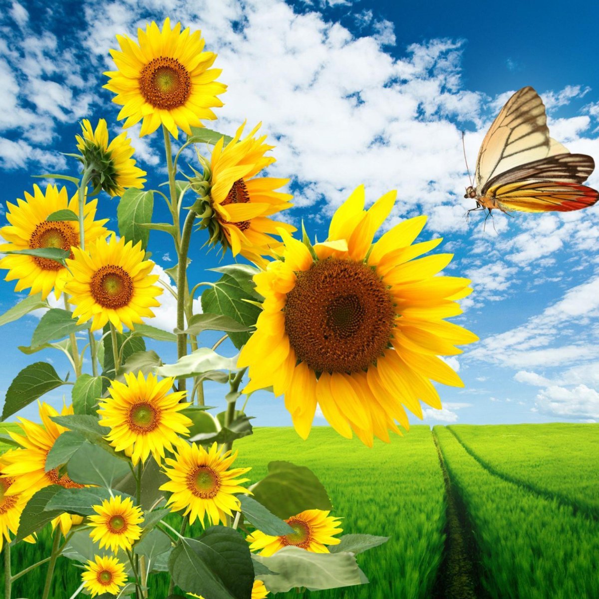 Много подсолнухов