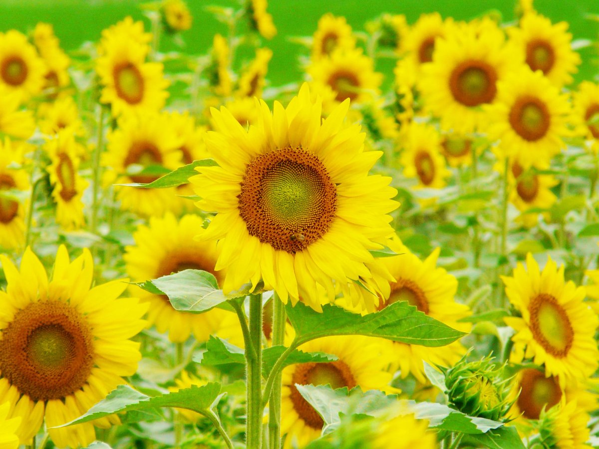 Полевые Подсолнухи