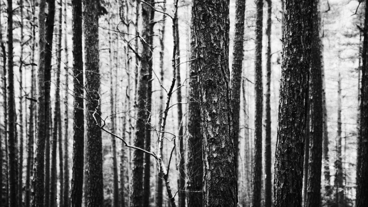 Темный лес стволы деревьев