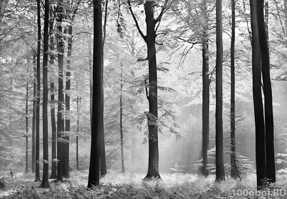 Черно белый лес