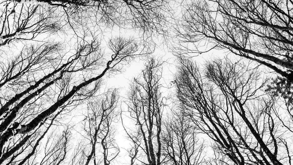 Ветви деревьев