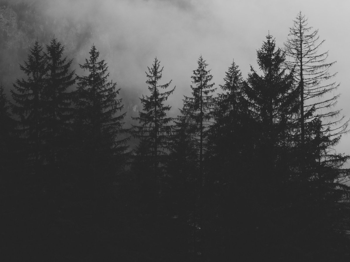 Хвойный лес черно белый