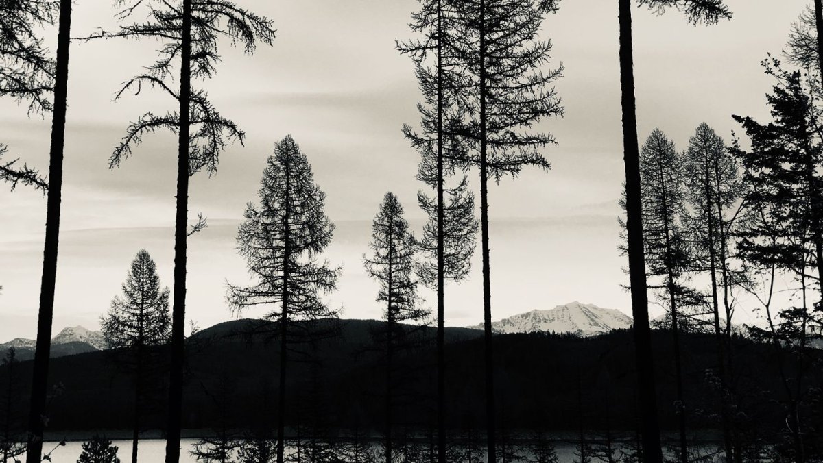 Природа лес черно белый