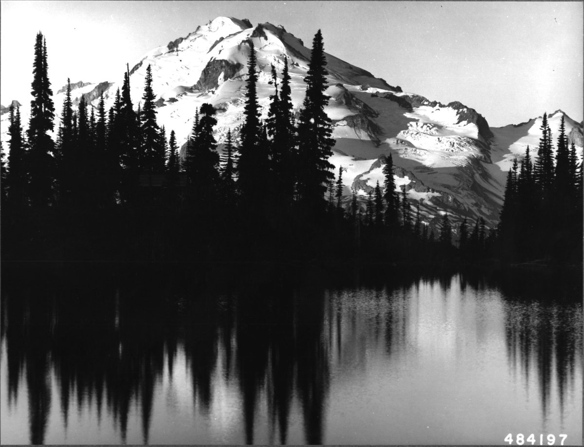 Лес горы чб