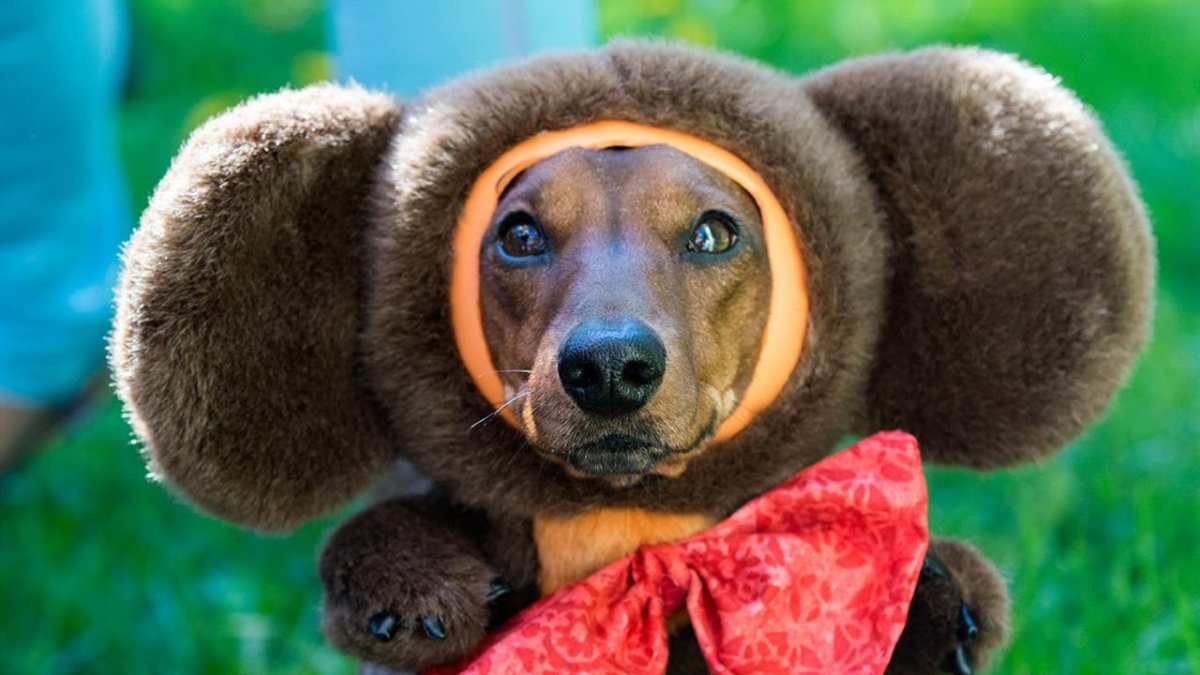 Забавные мультгерои