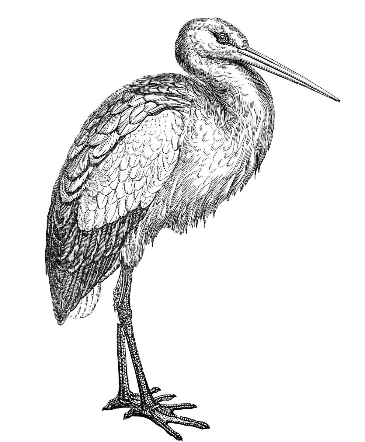 Цапля рисунок