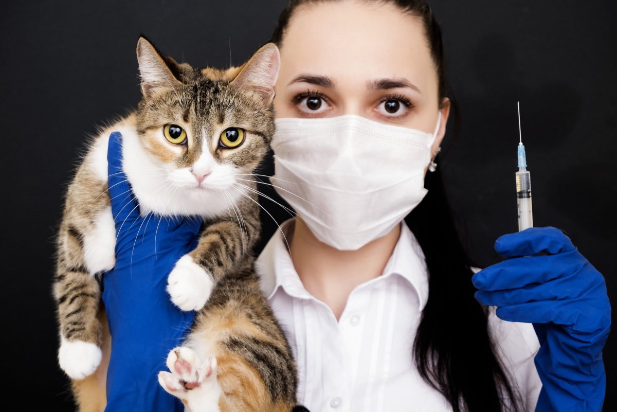 Кот врач арт