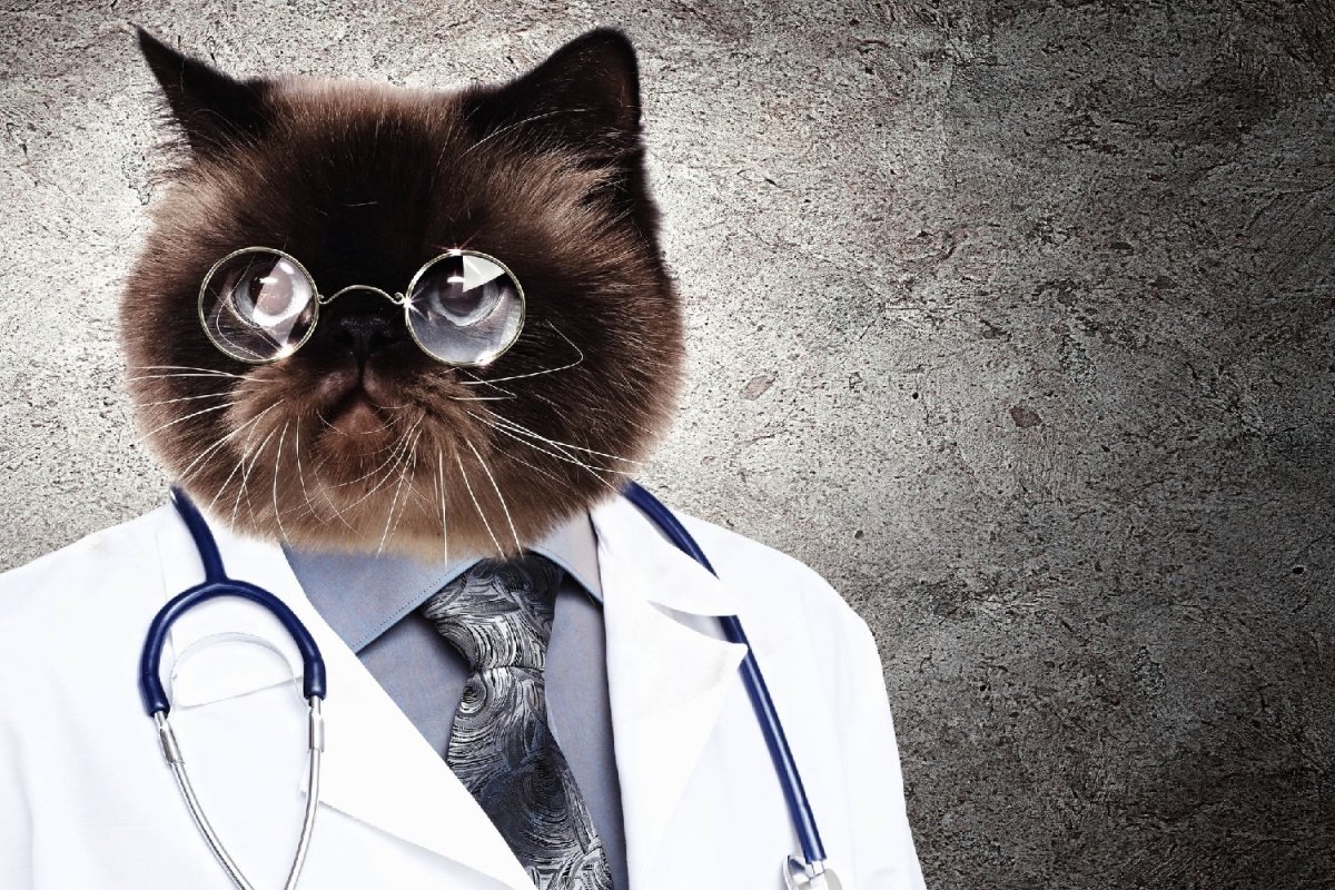 Кот со стетоскопом